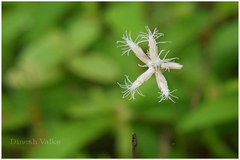 Fimbristylis lawiana